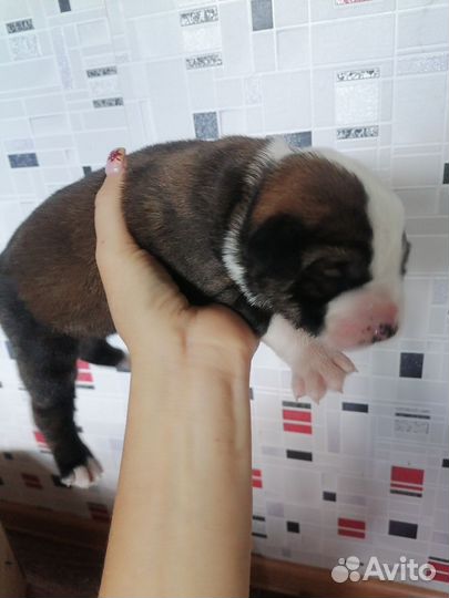 Собака в добрые руки щенок алабай