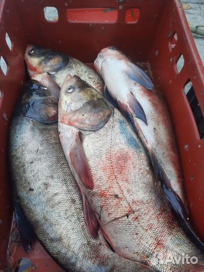 Продаётся живая рыба
