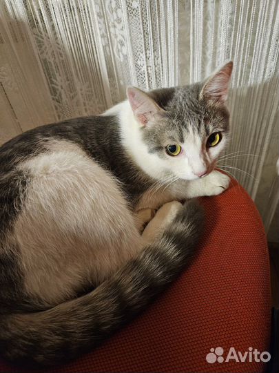 Кот