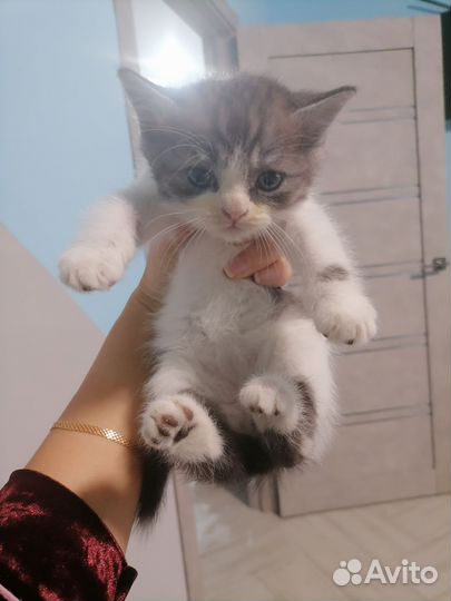 Котята британцы