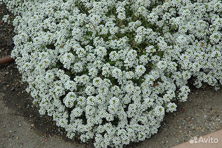 Алиссум (Lobularia maritima) White/Blue