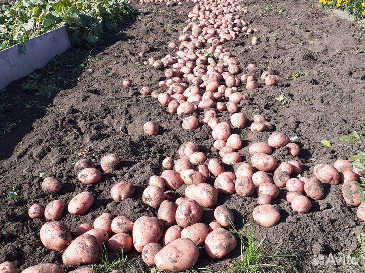 Продам картофель