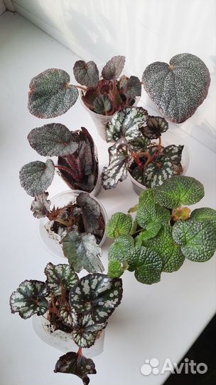 Комнатные растения