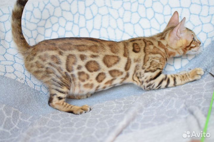 Бенгальский котёнок, мальчик