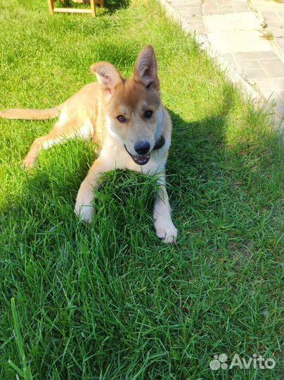 Собака в добрые руки