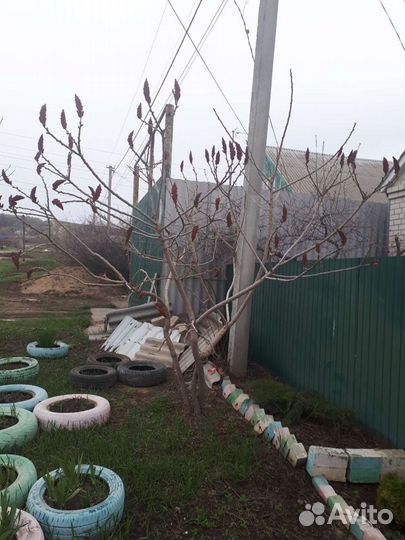 Сумах оленерогий или уксусное дерево