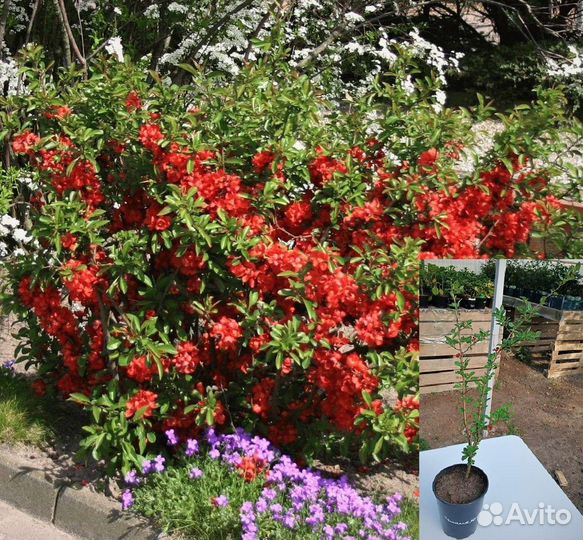 Саженцы декоративных растений