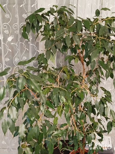 Фикус Бенджамина