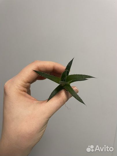 Алоэ остистое