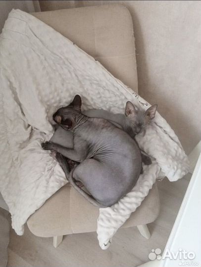 Котята канадского сфинкса
