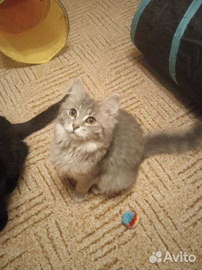 Котенок девочка