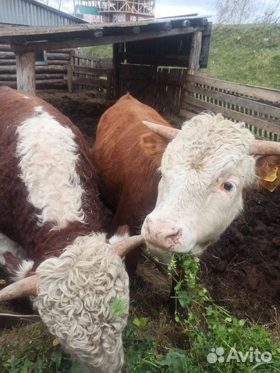 Быки Герефорды