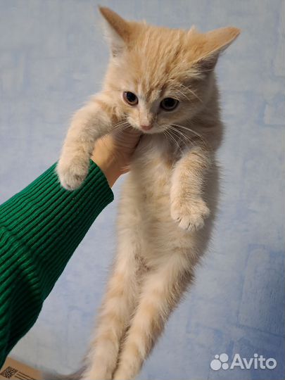 Котёнок мальчик