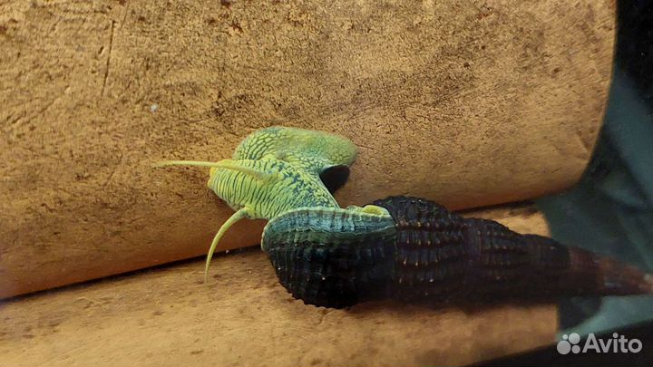 Улитки в аквариум тиломелания