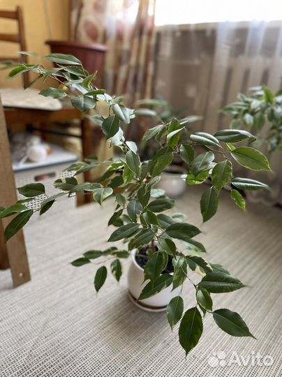 Фикус бенджамина