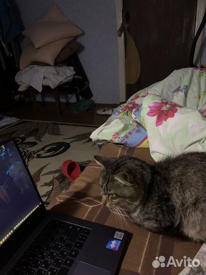 Отдам кота в добрые руки
