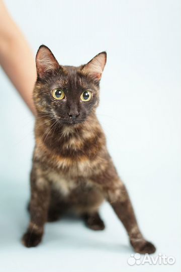 Кошечки и котики из приюта для бездомных животных