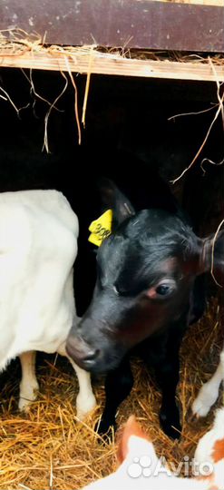 Телята с доставкой и выбором