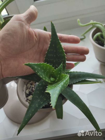 Суккуленты