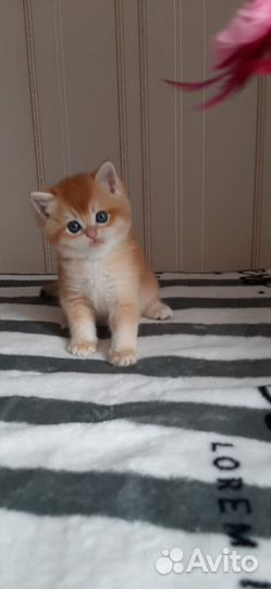 Британские котята