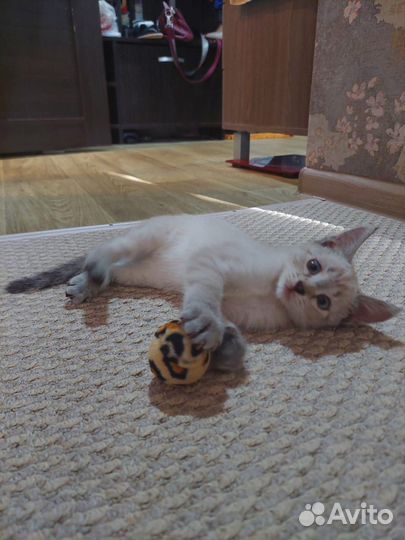 Кошечка в добрые руки