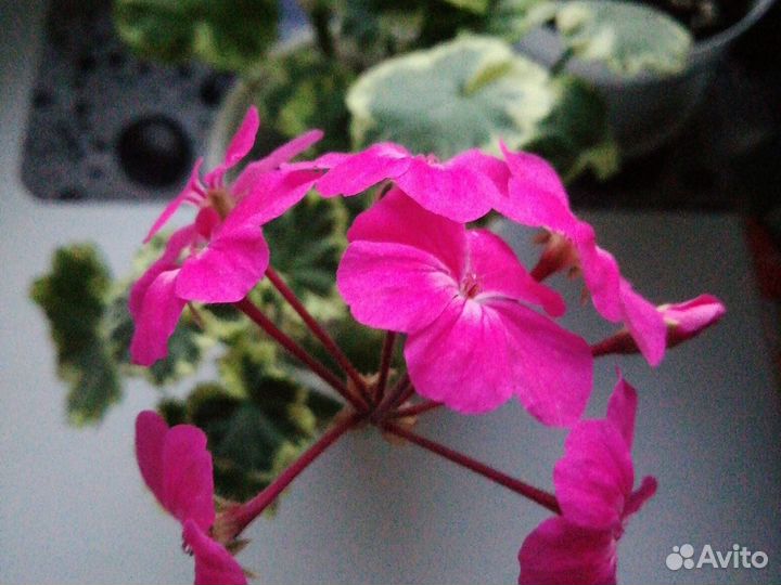 Пеларгония герань