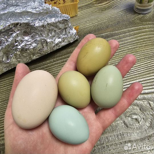 Инкубационное яйцо породистых кур