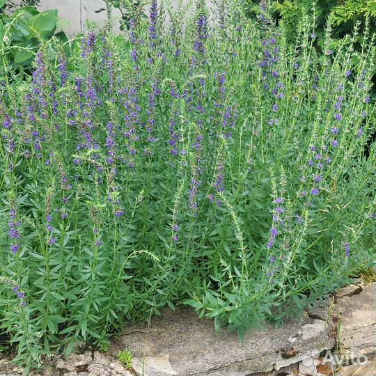 Иссоп саженцы на посадку