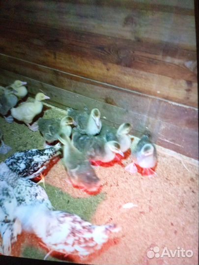 Продаю птицу