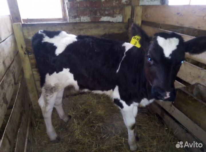 Телята бычки