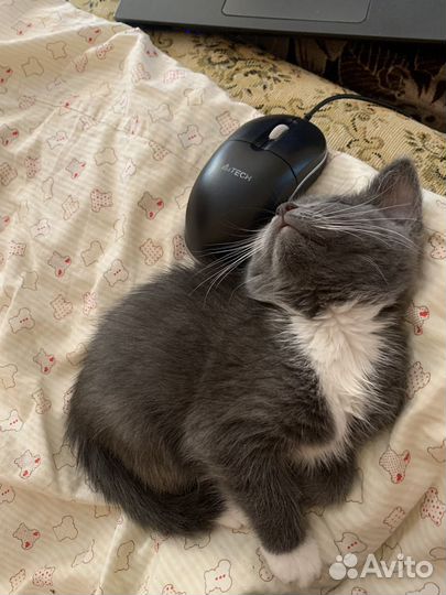 Британская кошка