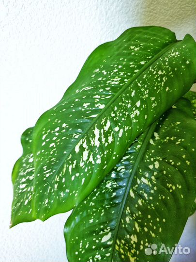 Диффенбахия(130 см), фикус (105 см)