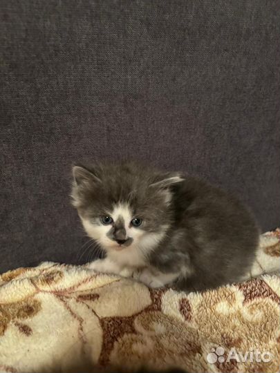 Курильский бобтейл