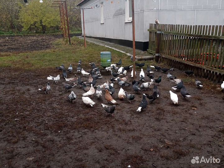 Продажа николаевских голубей