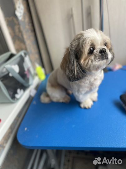 Грумер собак и кошек