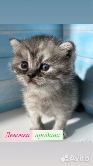 Британские котята