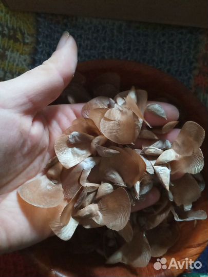 Кедр Гималайский Семена/Саженцы