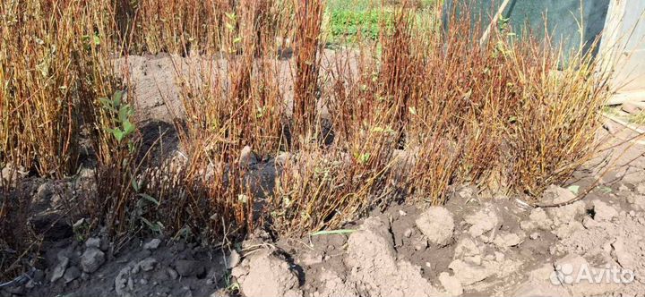 Саженцы жимолости опт окс