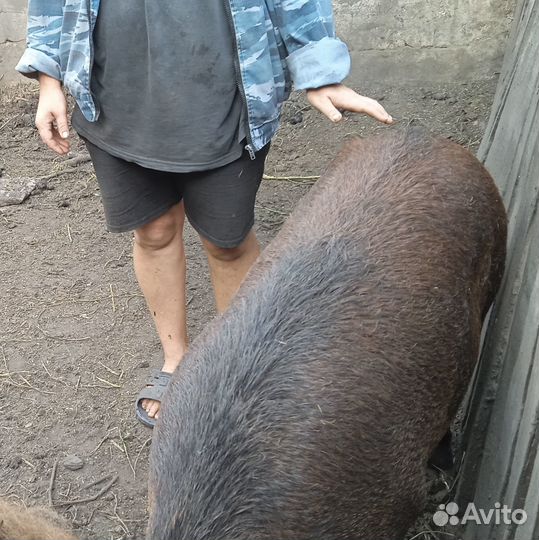 Хряк венгерской пуховой мангалицы