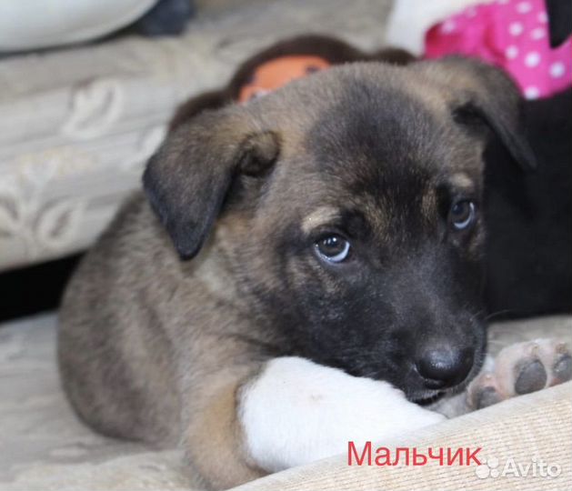 Помогите спасти щенка