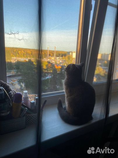 Кошечка Ева