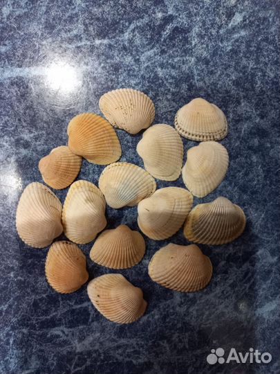 Ракушки морские для поделок или добавка для кур