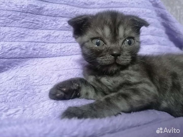 Шотландская вислоухая
