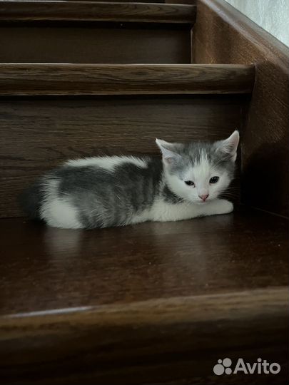 Котята в добрые руки бесплатно
