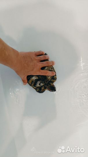 Красноухая черепаха