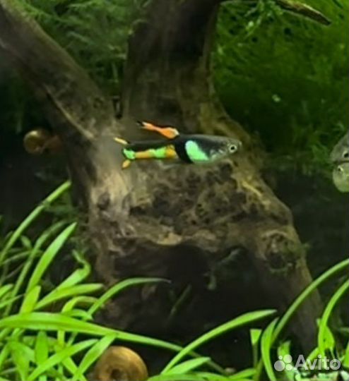 Гуппи эндлера эль тигре зеленая