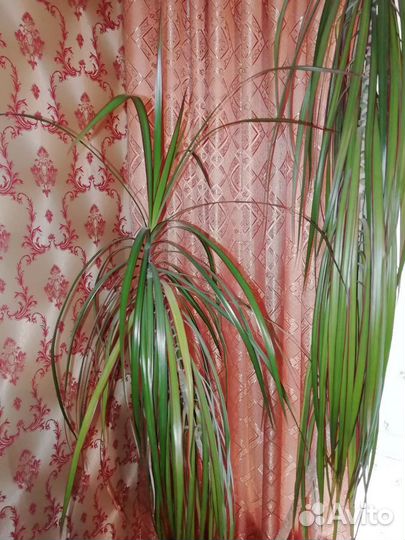 Пальма драцена