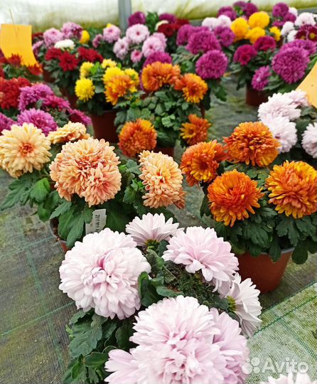 Комнатные цветы