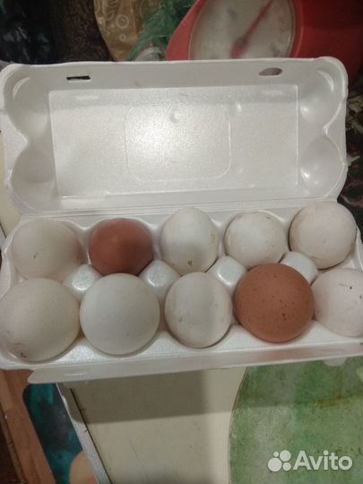 Продам яйца куриные деревенские