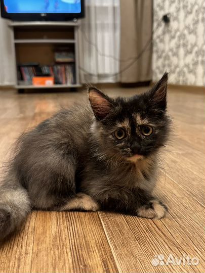 Котята в добрые руки бесплатно девочка